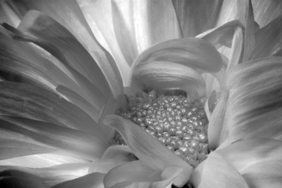 Sea Of Pearls Photograph by Steve Russell