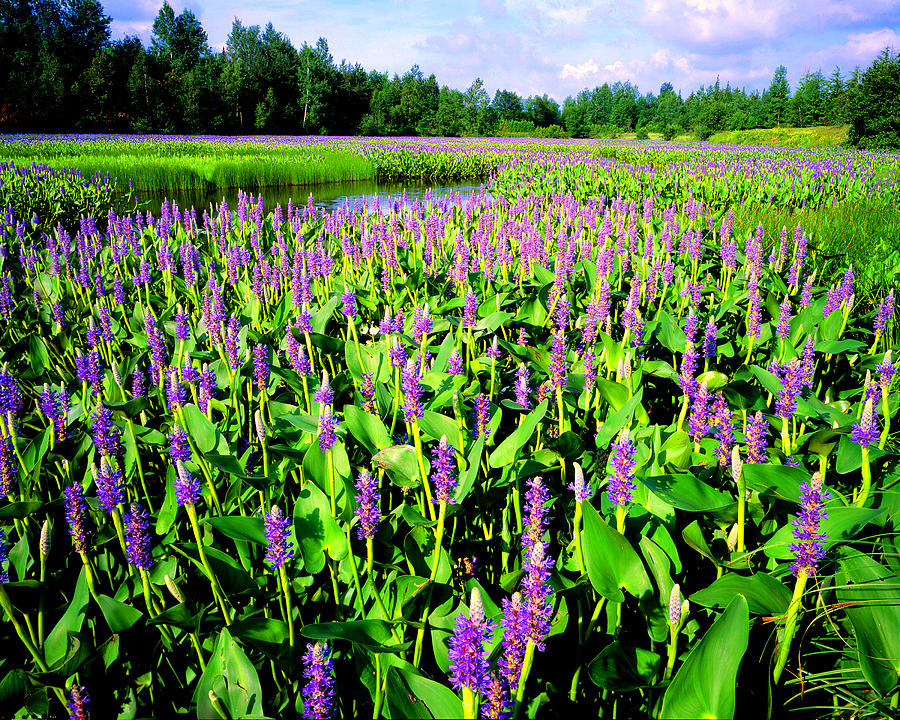 Sea of Pickerelweed Photograph by Frank Houck