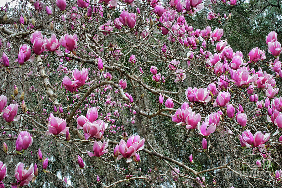 Sea of Pink Magnolias with Branches Photograph by Carol Groenen
