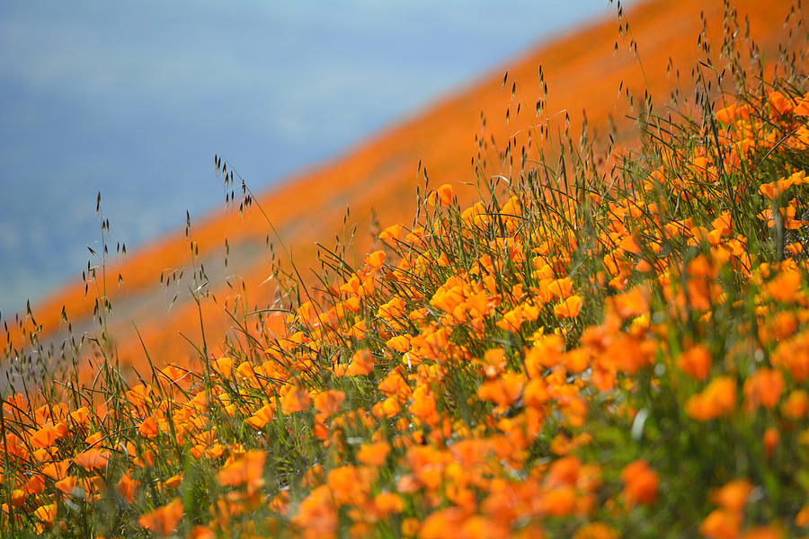 Sea of Poppies Photograph by Kyle Hanson
