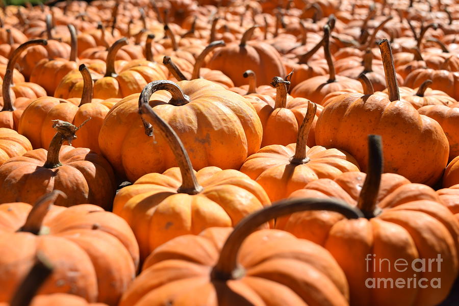 Sea of Pumpkins Photograph by Deborah A Andreas