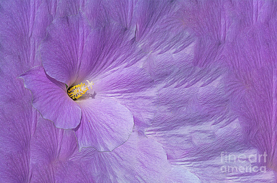 Flower Photograph - Sea of Purple by Elisabeth Lucas