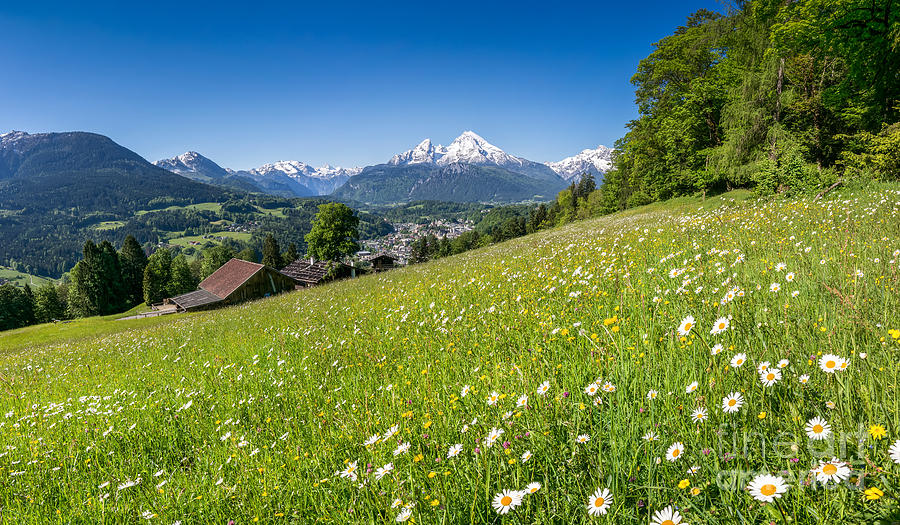 Sea of Summer Flowers in the Bavarian Mountains Photograph by JR ...