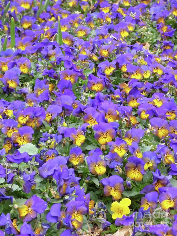 Sea of Violas Photograph by Jean Wright