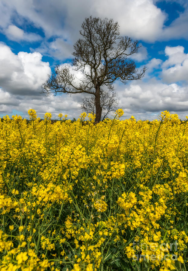 Sea of Yellow Photograph by Adrian Evans