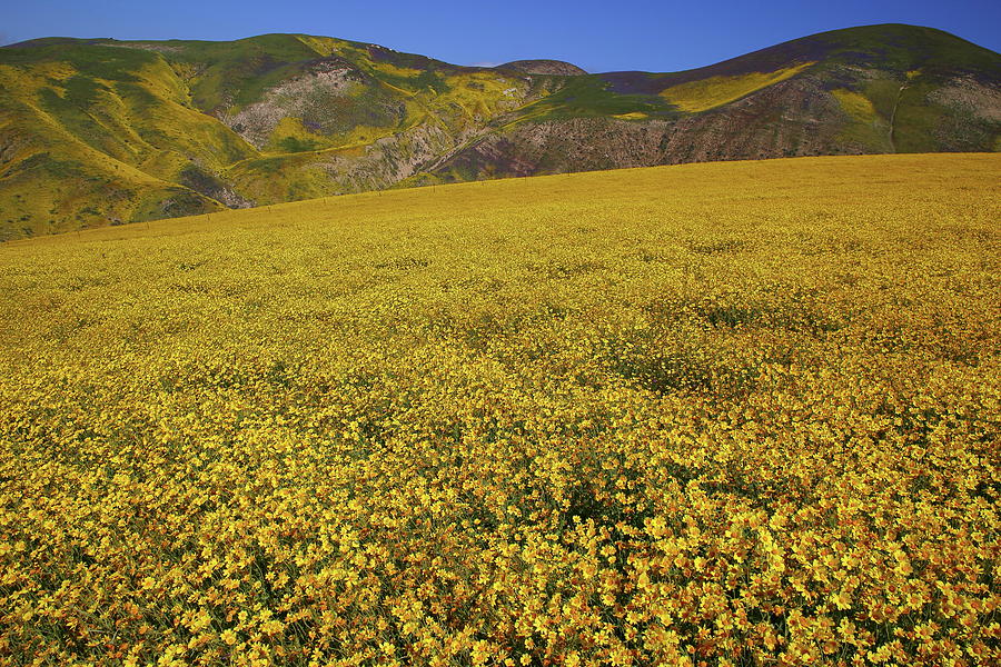 Sea of yellow up in the Temblor Range at Carrizo Plain National Monument Photograph by Jetson Nguyen