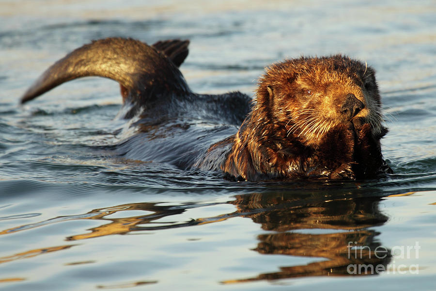 Nature Photograph - Sea Otter A Bit Embarrassed by Max Allen