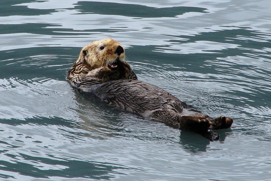 Sea Otter Photograph by Angie Vogel