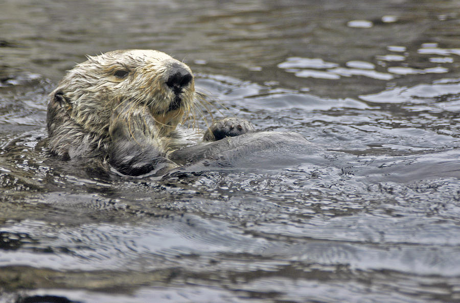 Sea Otter Belly Up Photograph by Mirinda Kossoff - Fine Art America