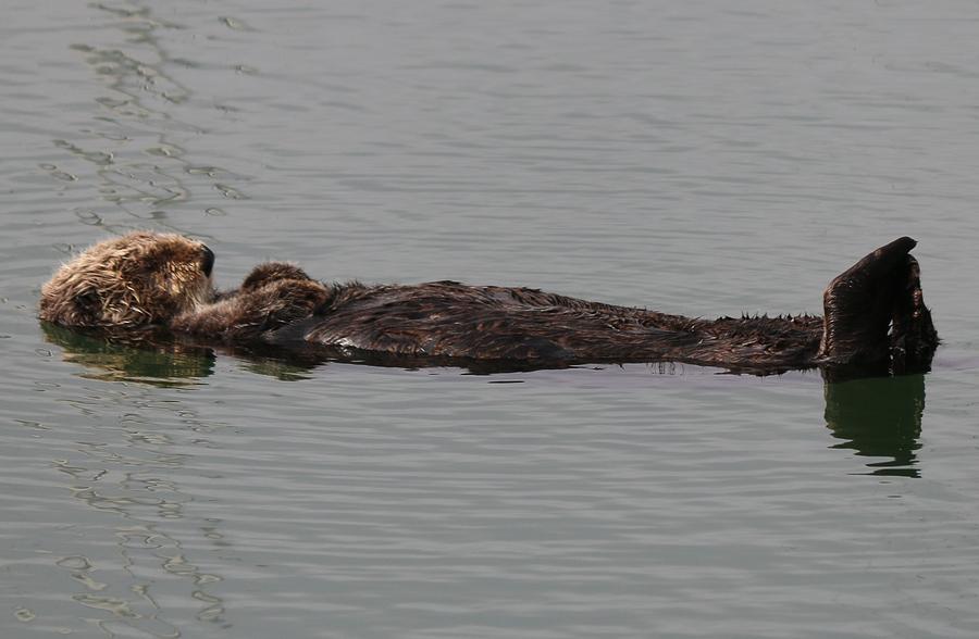 Sea Otter  Photograph by Christy Pooschke