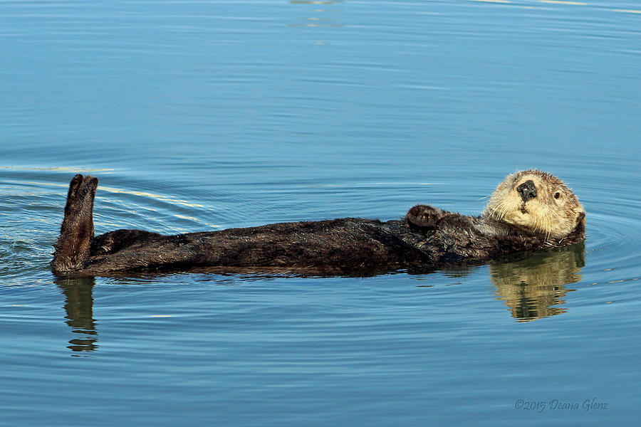 Sea Otter Photograph by Deana Glenz