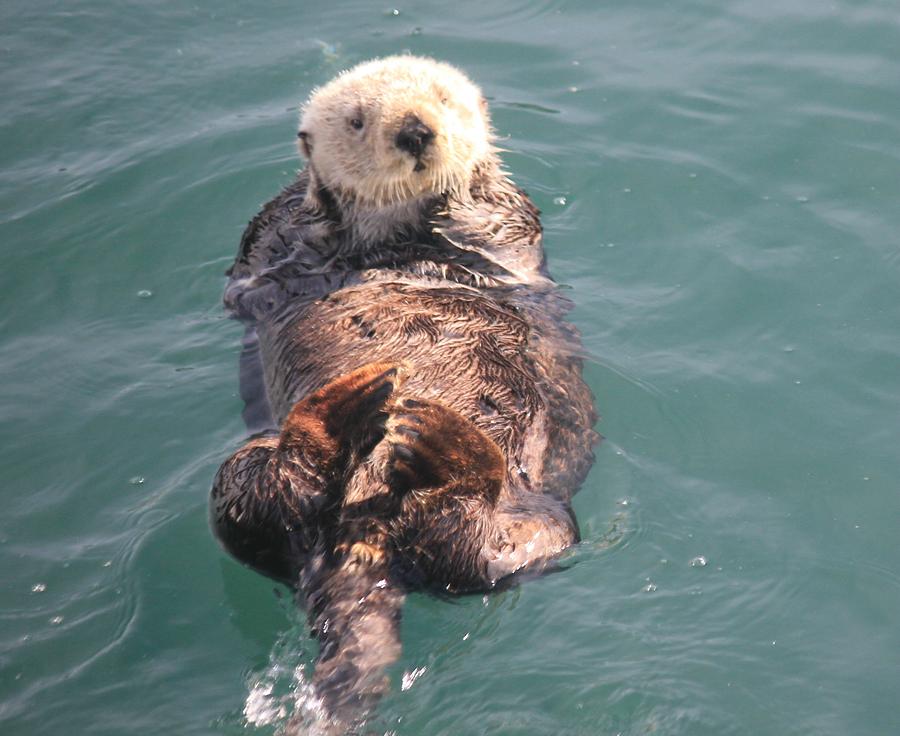Central Coast Photograph - Sea Otter by Douglas Miller