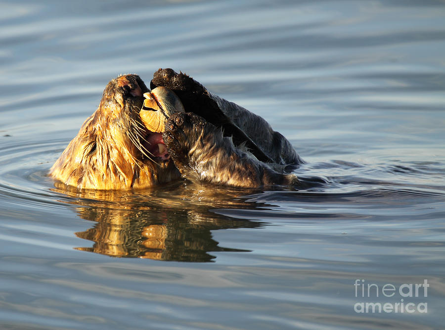 Sea Otter Eating Clam Photograph by Max Allen
