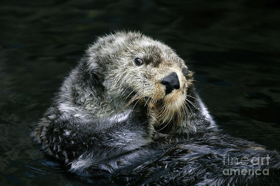 Sea Otter Enhydra Lutris Photograph by Gerard Lacz - Pixels