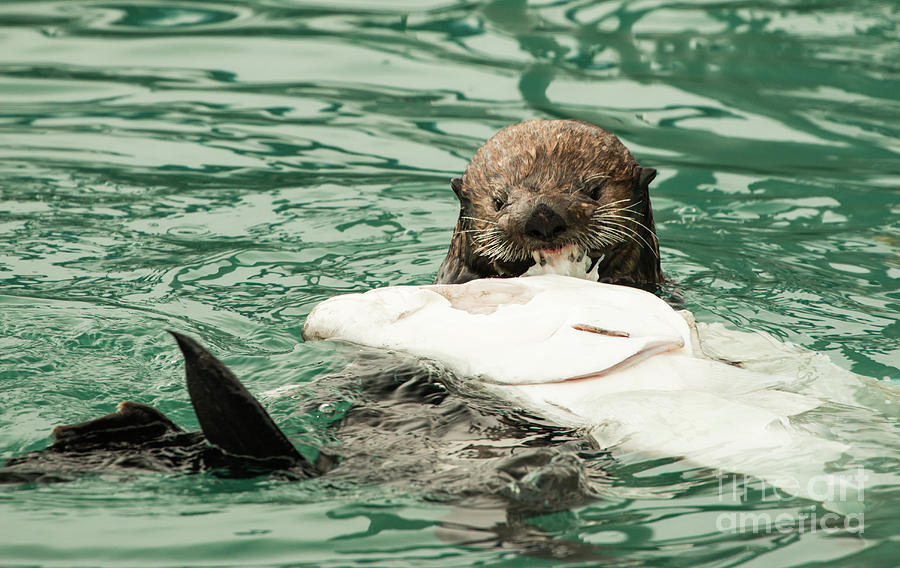 Sea Otter Feasting On Halibut Photograph