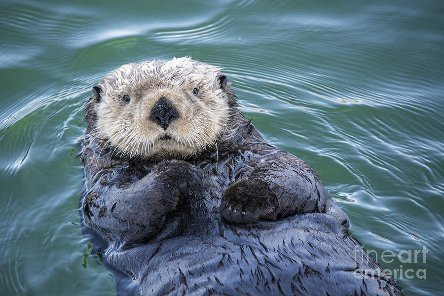 Sea Otter Floating Photograph by Paulette Sinclair
