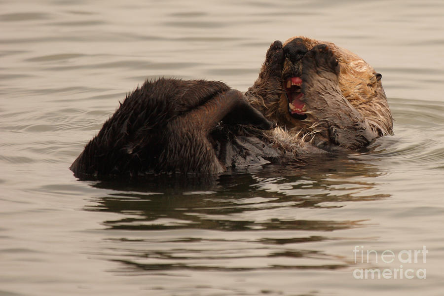 Sea Otter Giving A Shocked Expression Photograph by Max Allen