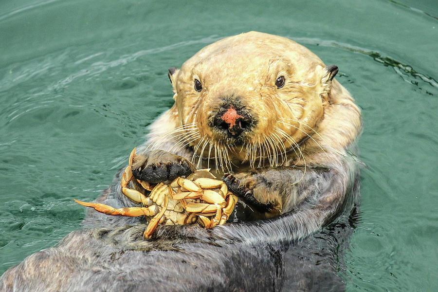 Sea Otter Having Lunch Photograph by Tom and Pat Cory