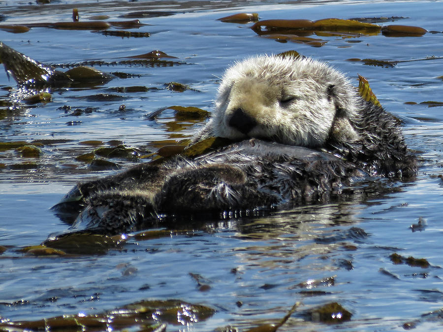 Sea Otter Photograph by Helaine Cummins