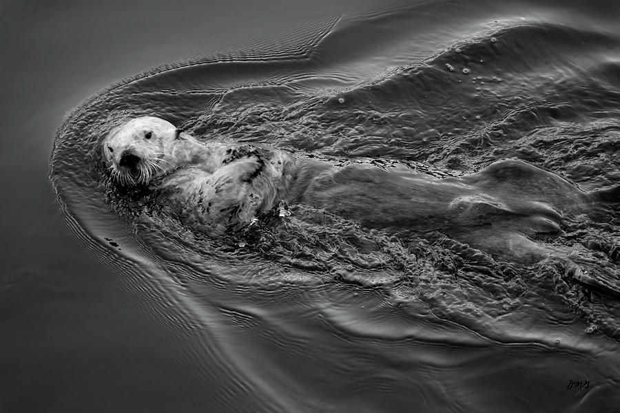 Sea Otter I BW Photograph by David Gordon
