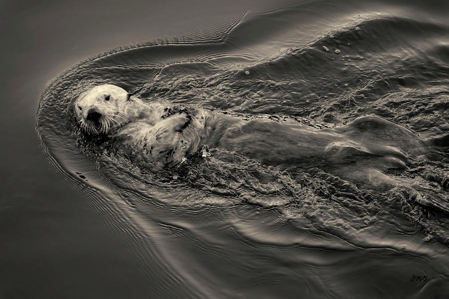 Sea Otter I Toned Photograph by David Gordon