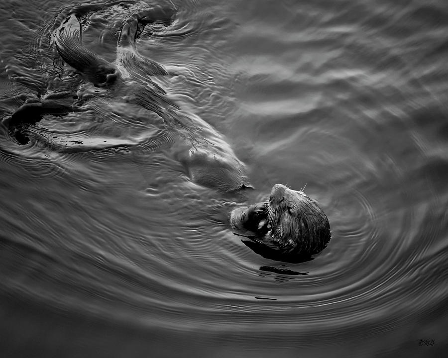 Sea Otter III BW Photograph by David Gordon