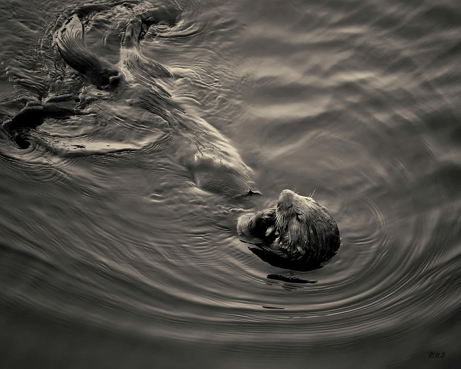 Sea Otter III Toned Photograph by David Gordon