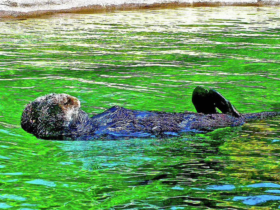 Sea Otter in Oregon Coast Aquarium in Newport, Oregon Photograph by Ruth Hager