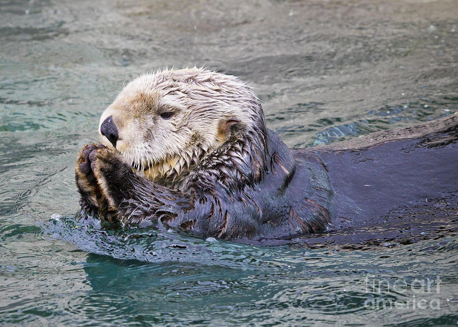 Sea Otter in Rain Photograph by Chris Dutton