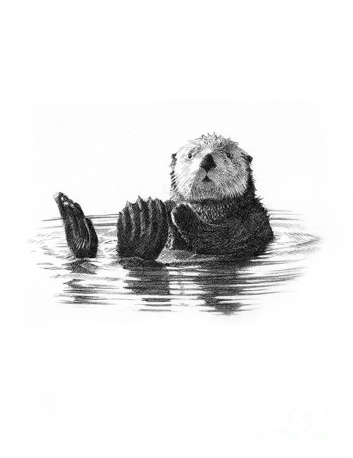 Sea Otter Drawing by Jason Reisig Pixels