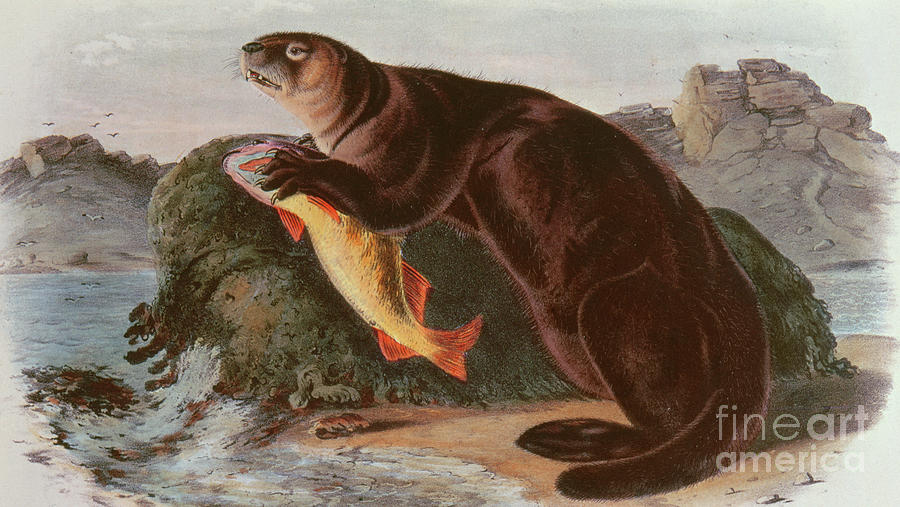 Sea Otter Painting by John James Audubon