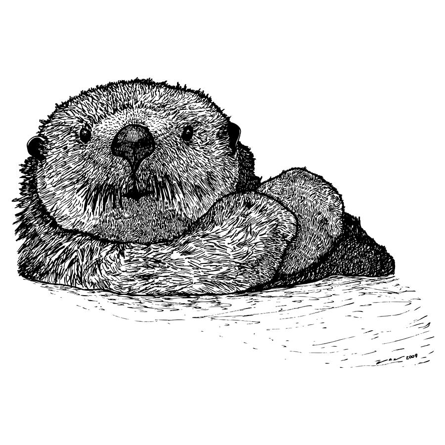 Sea Otter Drawing by Karl Addison