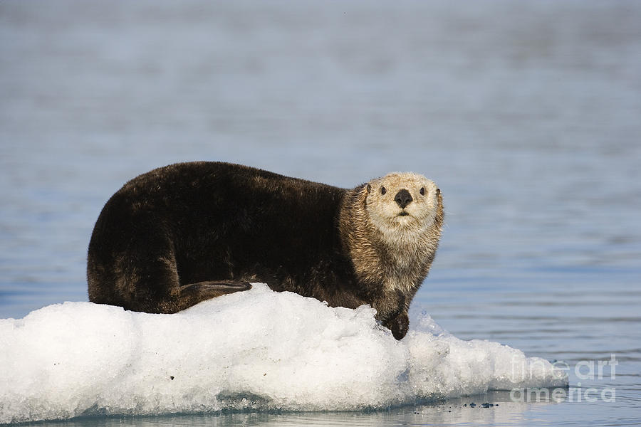Sea Otter on Ice by Tim Grams