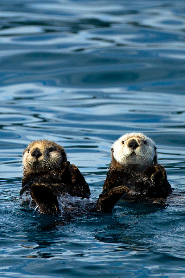 Sea Otter Pair Photograph by Adam Pender
