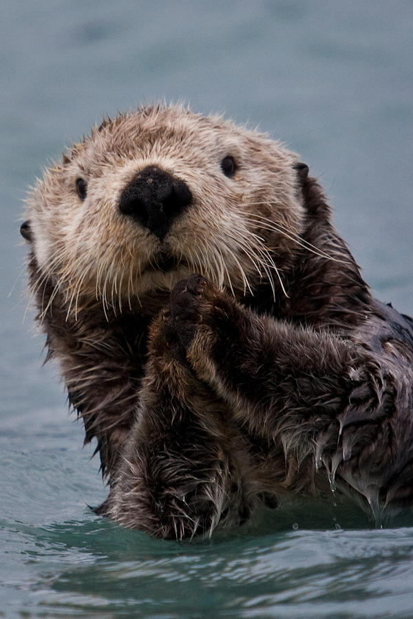 Sea Otter Portrait Photograph by Brian Ray