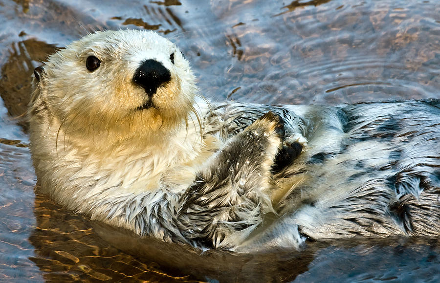 Nature Photograph - Sea Otter Portrait by Jim Chamberlain