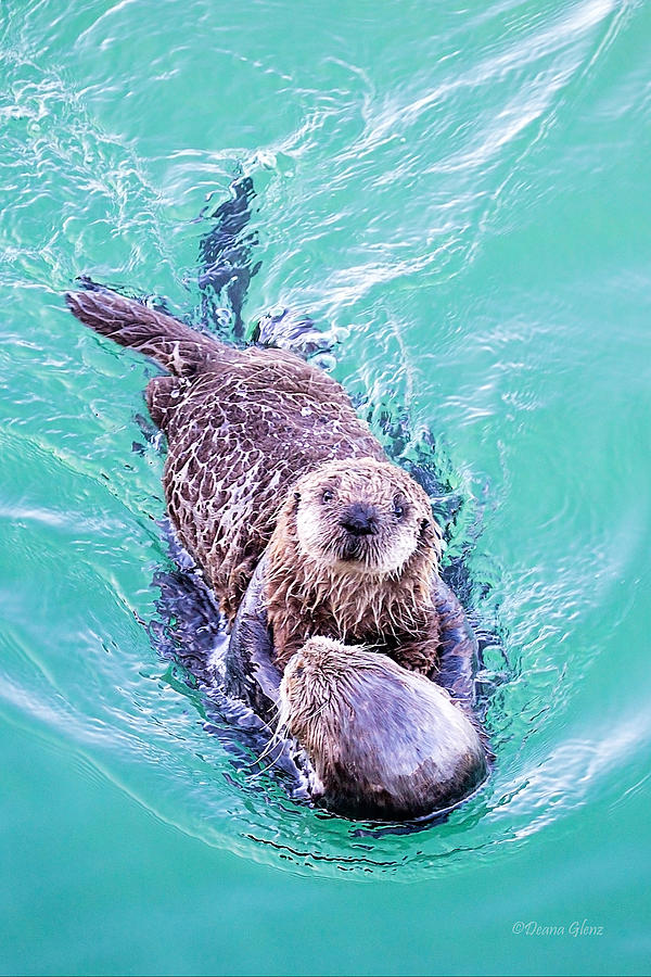 Sea Otter Pup Photograph by Deana Glenz