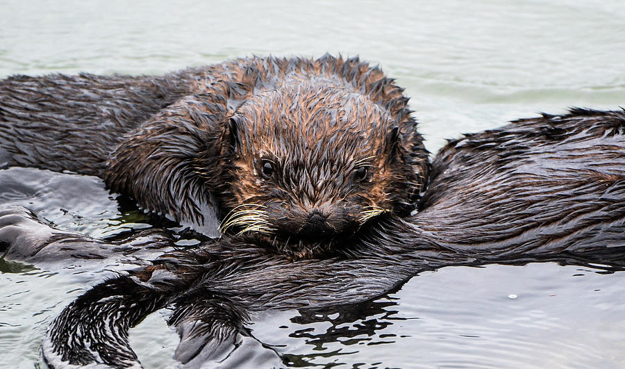 Otter Photograph - Sea Otter Pup Nursing by Kim Steinhardt by California Coastal Commission