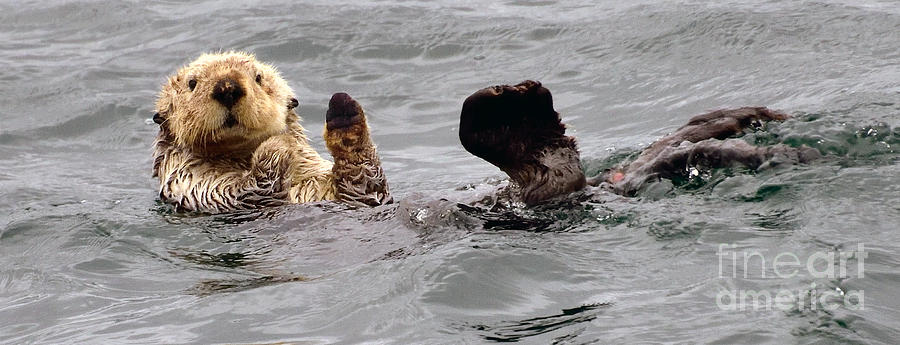 Wildlife Photograph - Sea Otter Salute by Jim Chamberlain