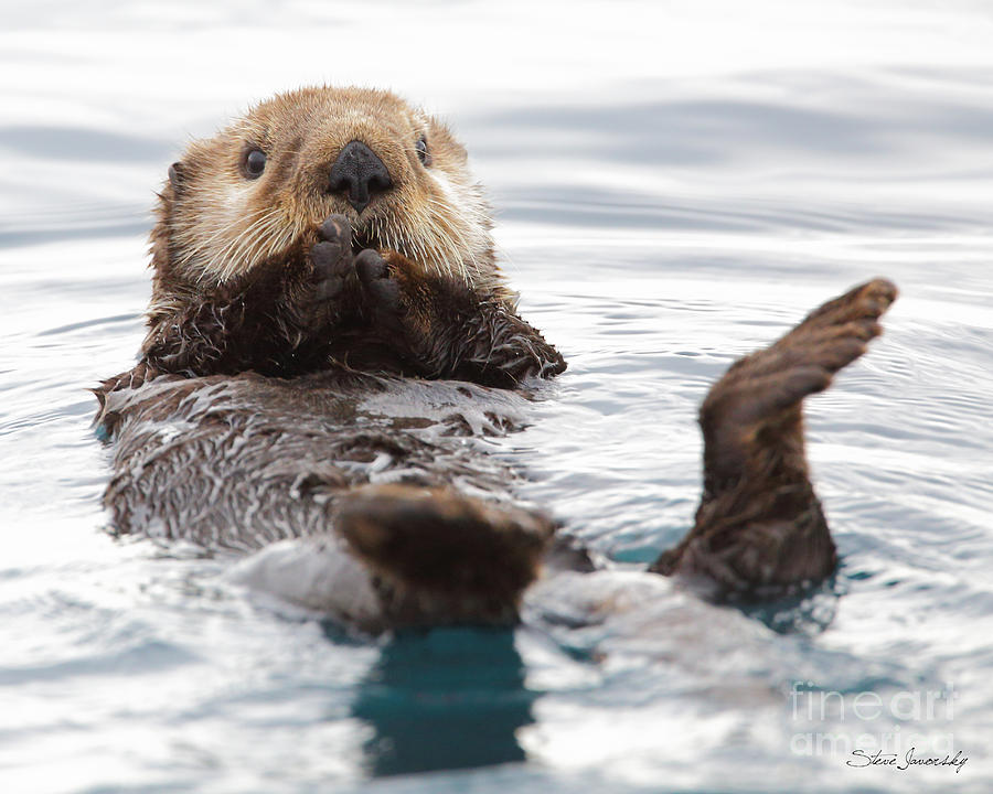 Sea Otter Photograph by Steve Javorsky