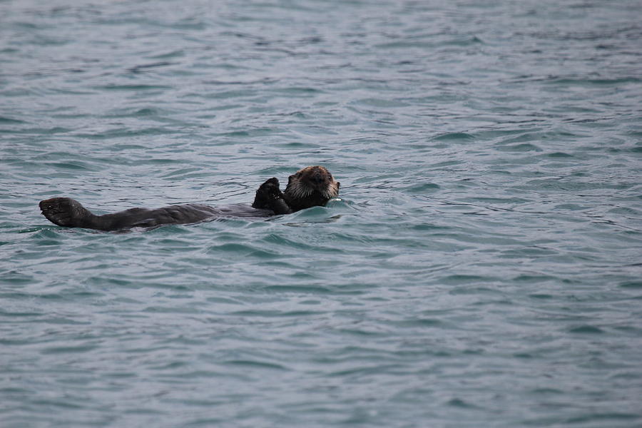 Sea Otter Photograph by Trent Mallett
