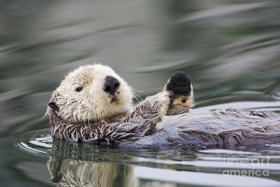 Sea Otter Waving Photograph by Tim Grams