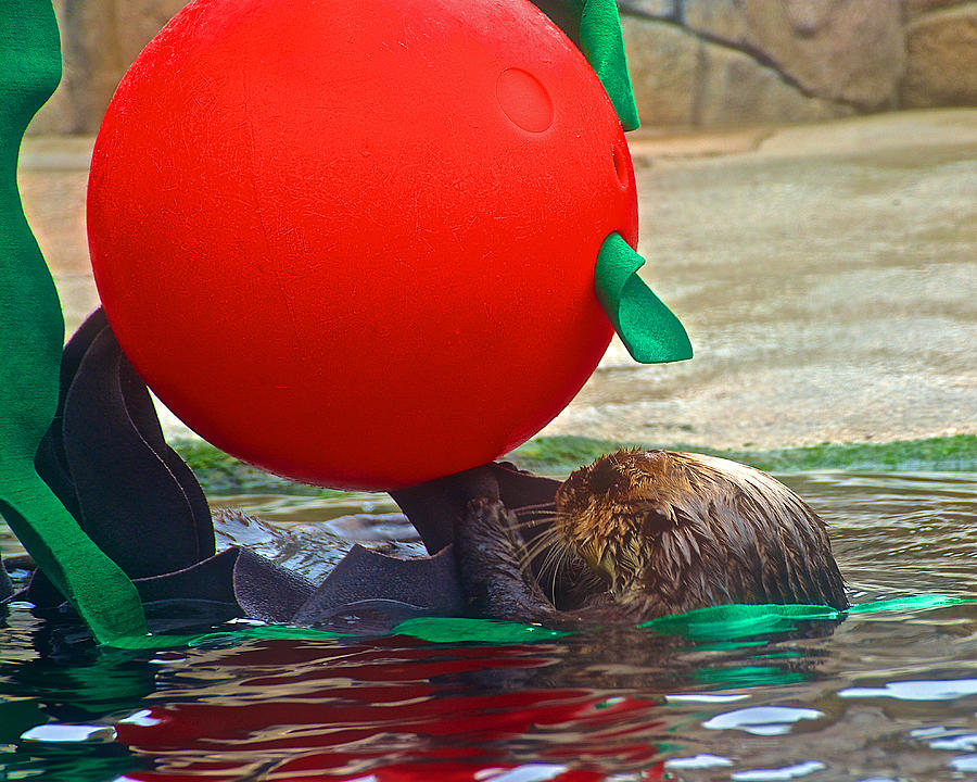 Sea Otter with a Red Ball in Monterey Aquarium-California Photograph by ...