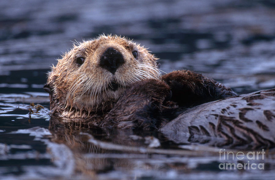 Otter Photograph - Sea Otter by Yva Momatiuk and John Eastcott and Photo Researchers