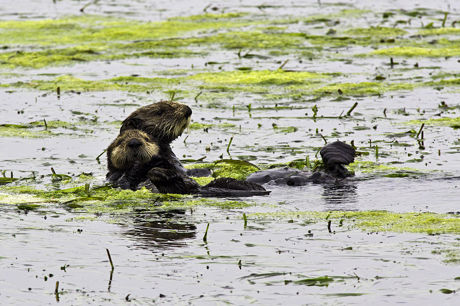 Sea Otters 1 Photograph by Paul Riedinger