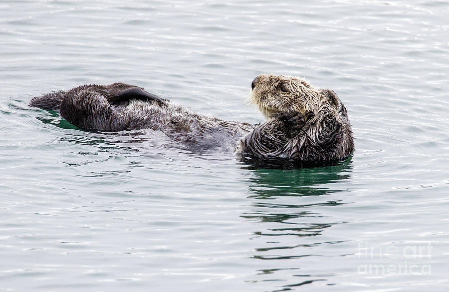 Sea Otters Photograph - Sea Otters   7A9647 by Stephen Parker