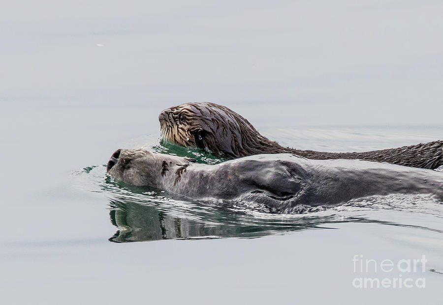 Sea Otters Photograph - Sea Otters   7A9687-2 by Stephen Parker