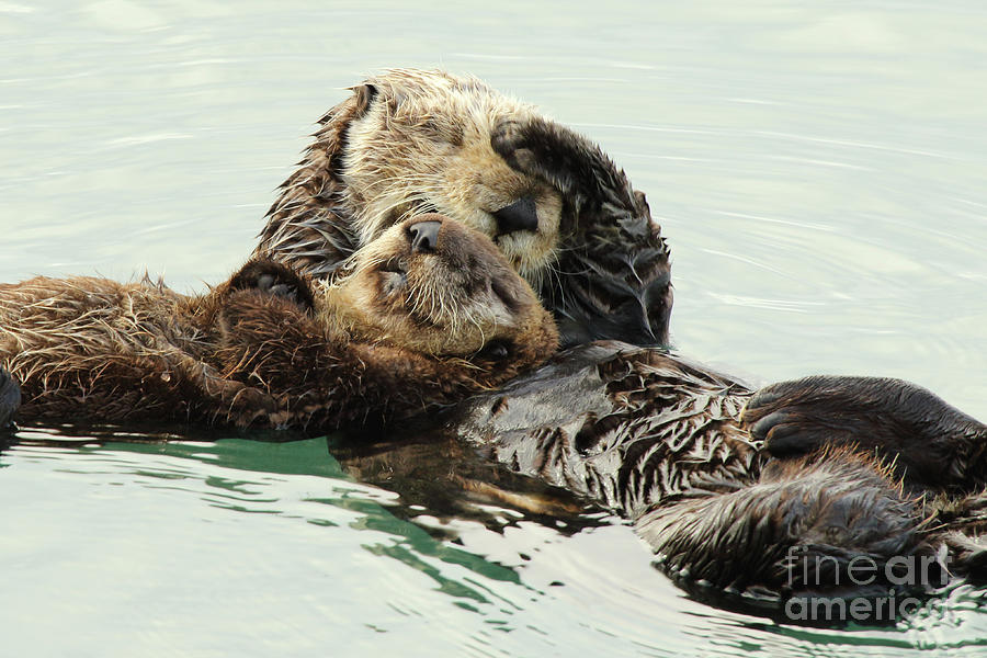 Sea Otters Cuddling Photograph by Max Allen