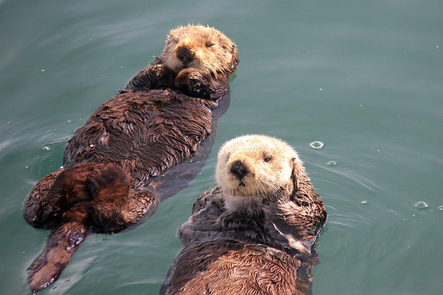 Sea Otters Photograph by Douglas Miller