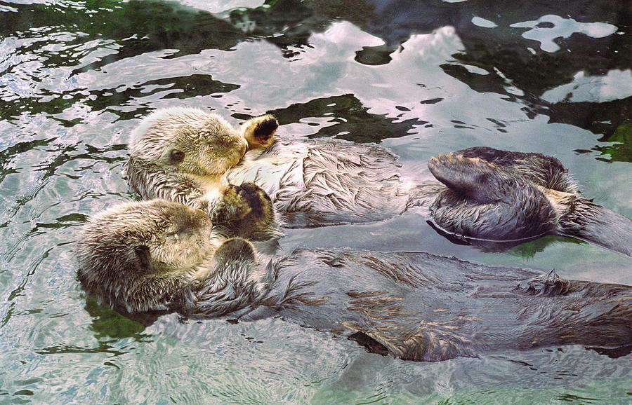 Wildlife Photograph - Sea Otters Holding Hands by BuffaloWorks Photography